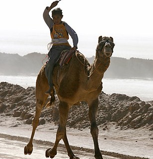 camel_race